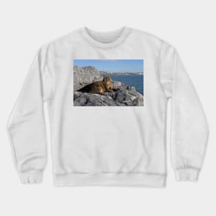 Istanbul Cat Crewneck Sweatshirt